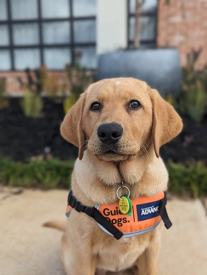 Annie, a golden Labrador guide dog puppy, sitting in her orange Guide Dogs in training vest