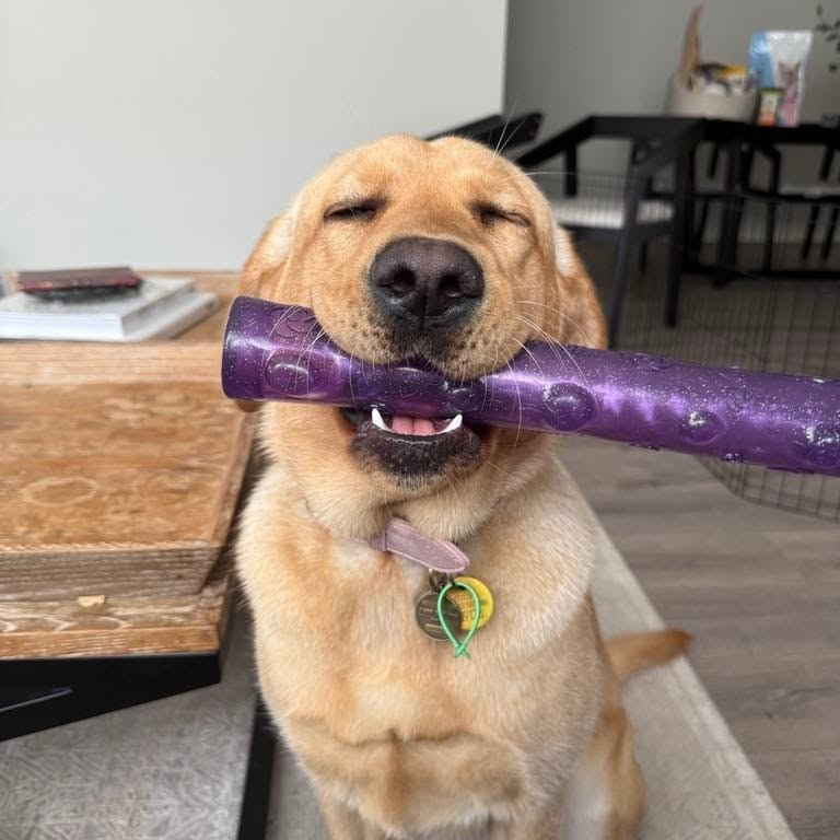 Annie holding a purple toy in her mouth with her eyes closed