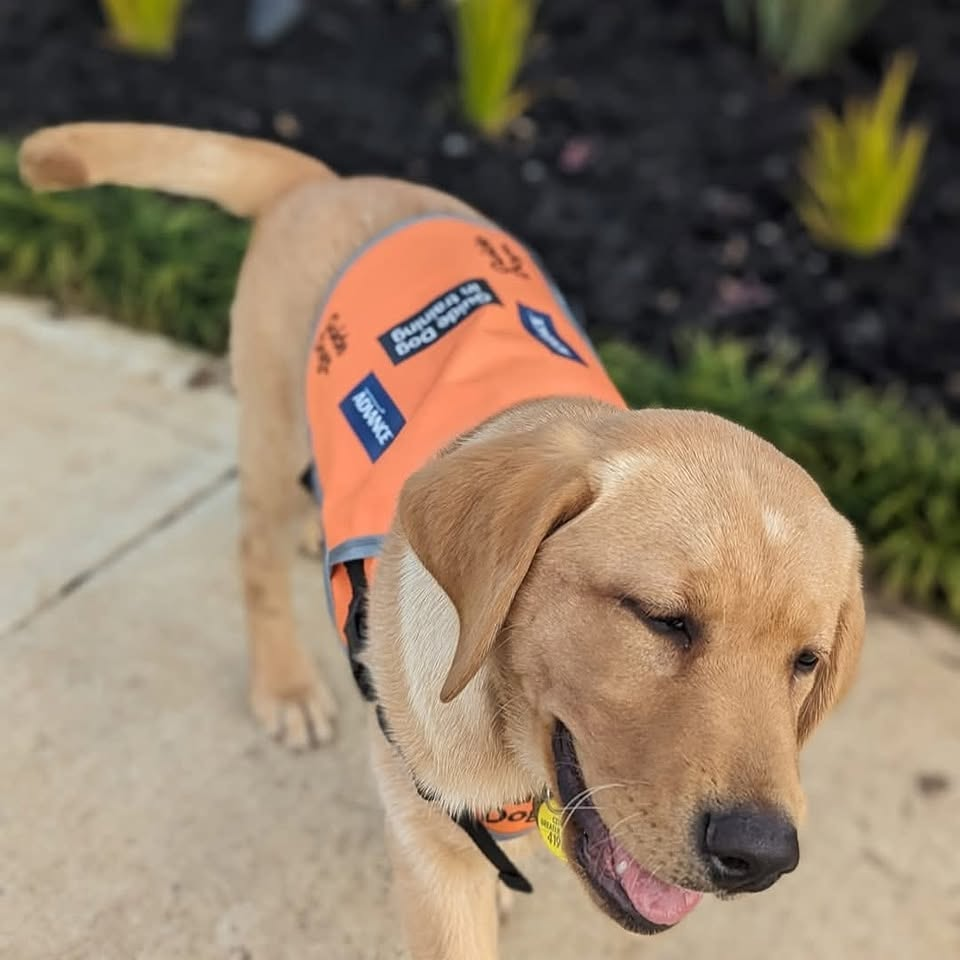 Annie walking in her orange training vest