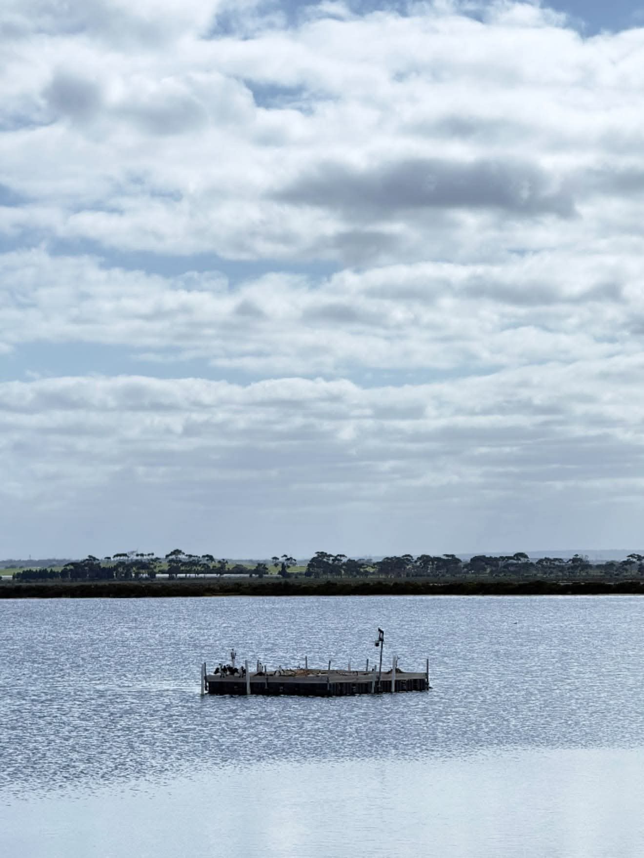 A timber platform in the middle of open water crowded with roosting birds