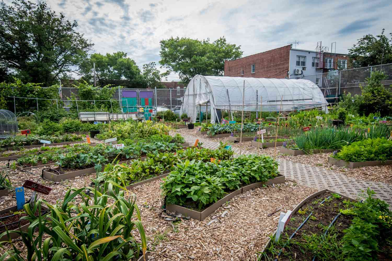A community garden