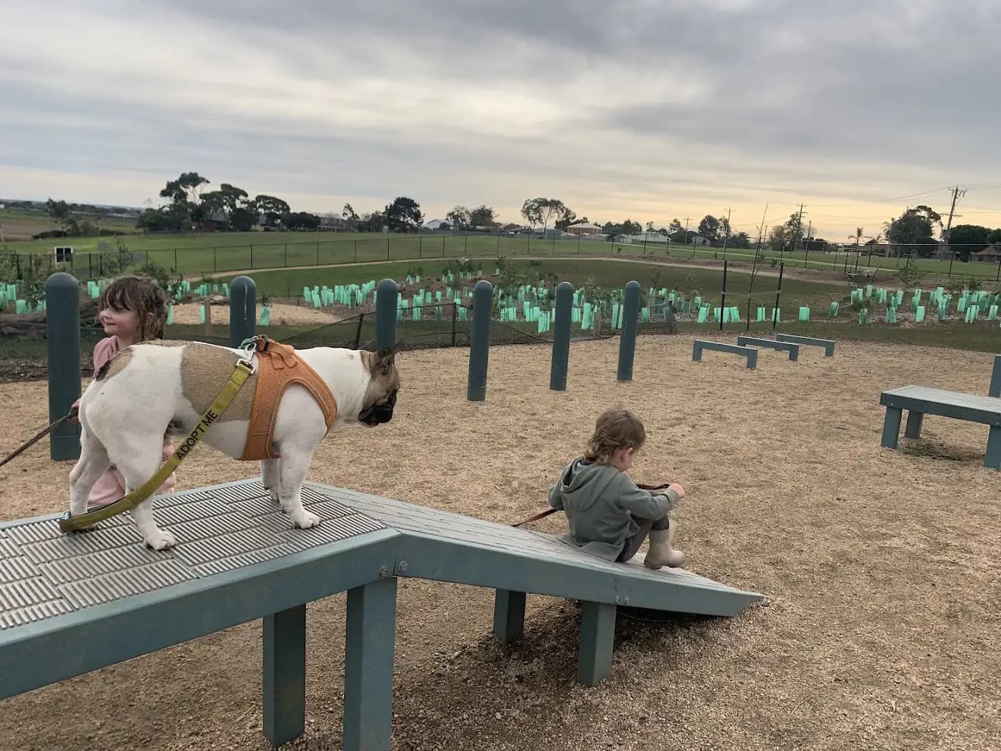 Two young children with a French bulldog on the agility ramp at the Lara dog park, new tree guards in the background