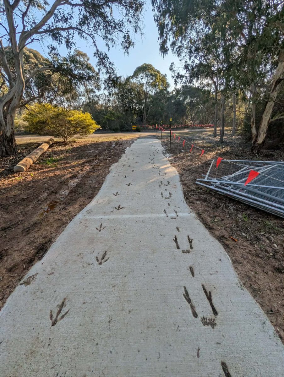 A freshly poured concrete path at Serendip with emu and kangaroo tracks pressed permanently into the surface