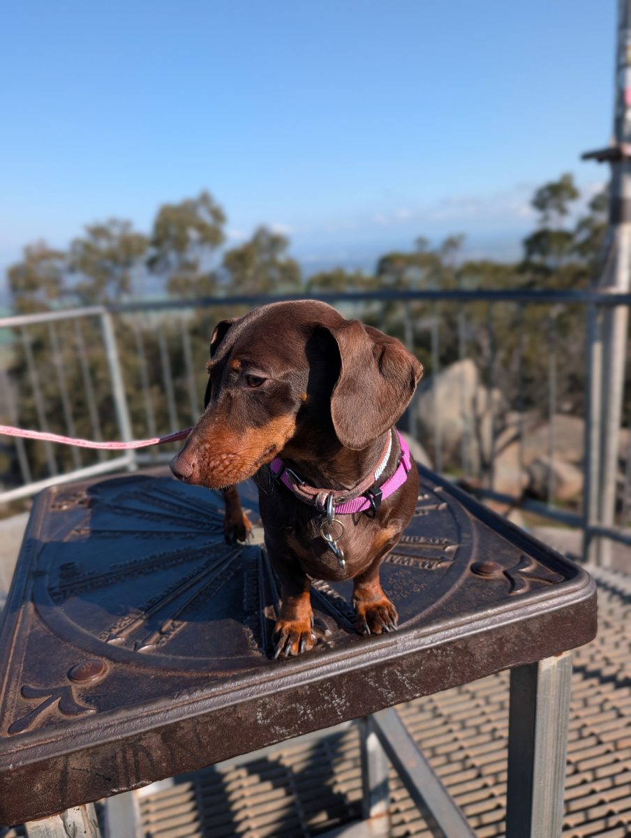 A dachshund standing on the cast-iron orientation marker at the top of the You Yangs, with the range behind
